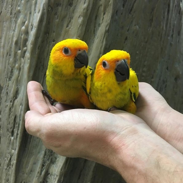 Sun Conure - Image 7