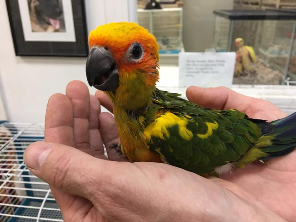Sun Conure - Image 8