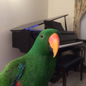Eclectus Parrot