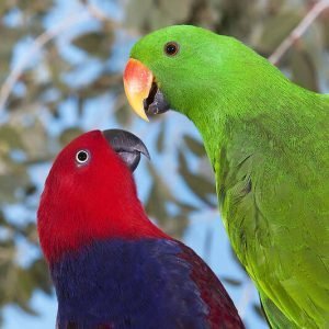 Eclectus Parrot