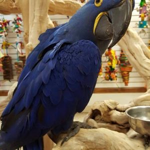 Hyacinth Macaw