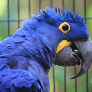 Hyacinth Macaw