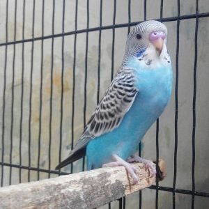 American Parakeet
