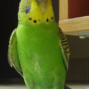 American Parakeet
