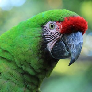 Military Macaw