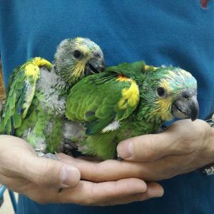 Blue Fronted Amazon