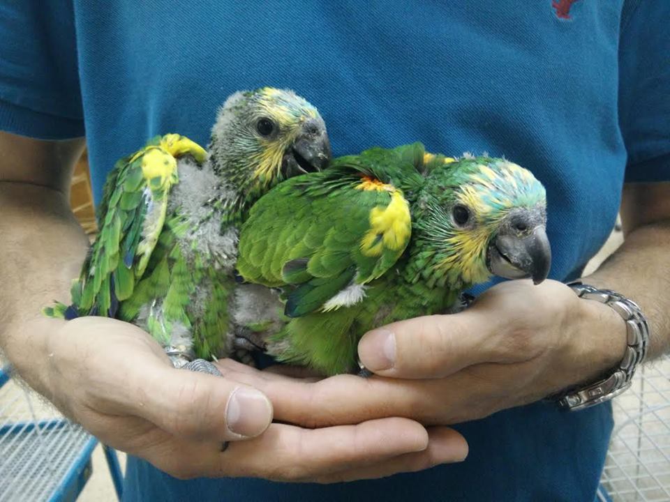 Blue Fronted Amazon - Image 2