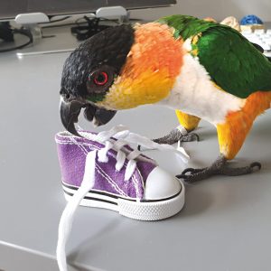 Parrot Sneakers