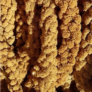 California Spray Millet