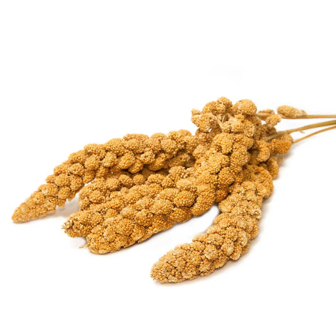 California Spray Millet - Image 2