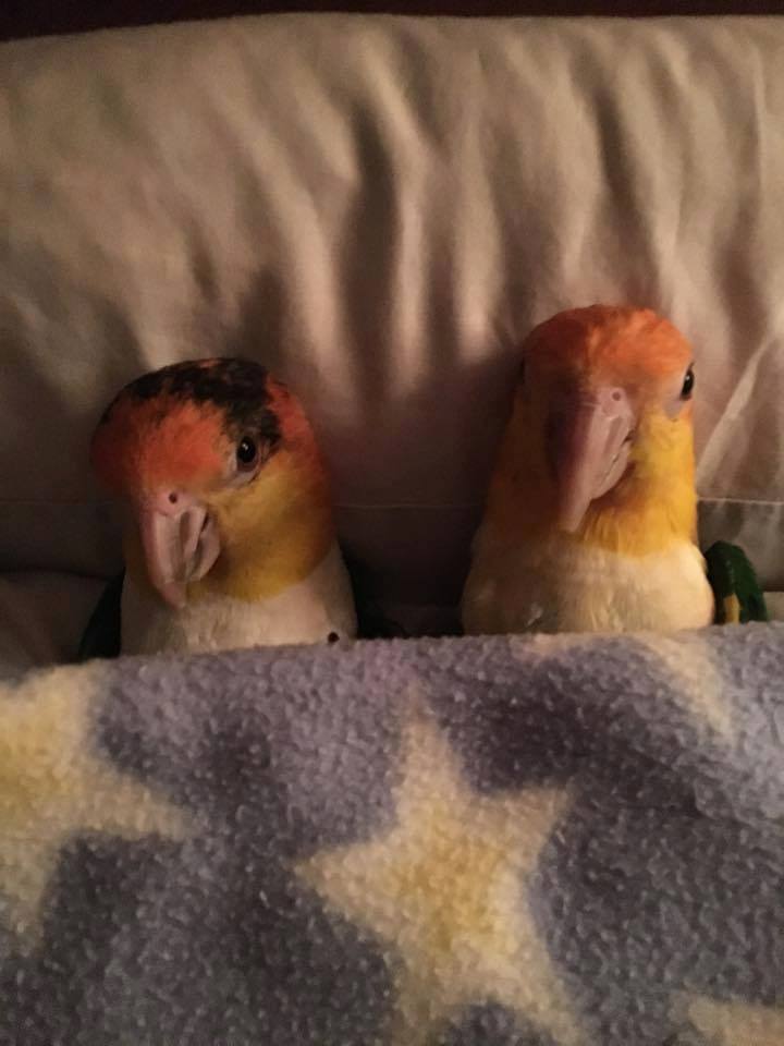 White Bellied Caique - Image 6