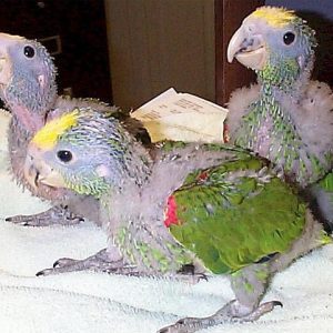 Parrotlet
