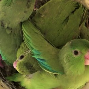 Parrotlet