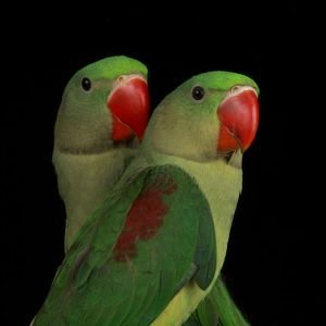 Alexandrine Parrot