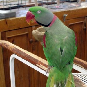 Alexandrine Parrot
