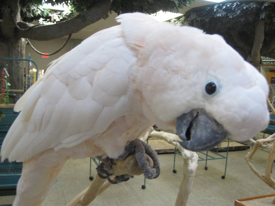 Moluccan Cockatoo - Image 3