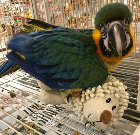 Blue & Gold Macaw - Image 3