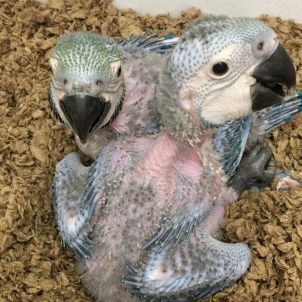 Blue & Gold Macaw - Image 6