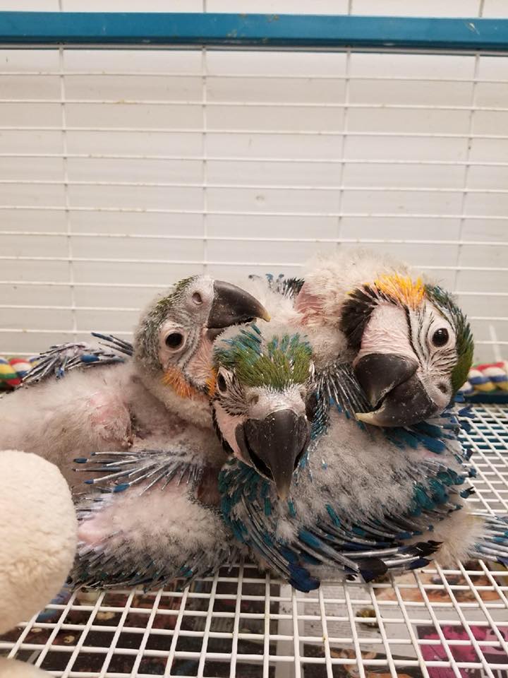 Blue & Gold Macaw - Image 7