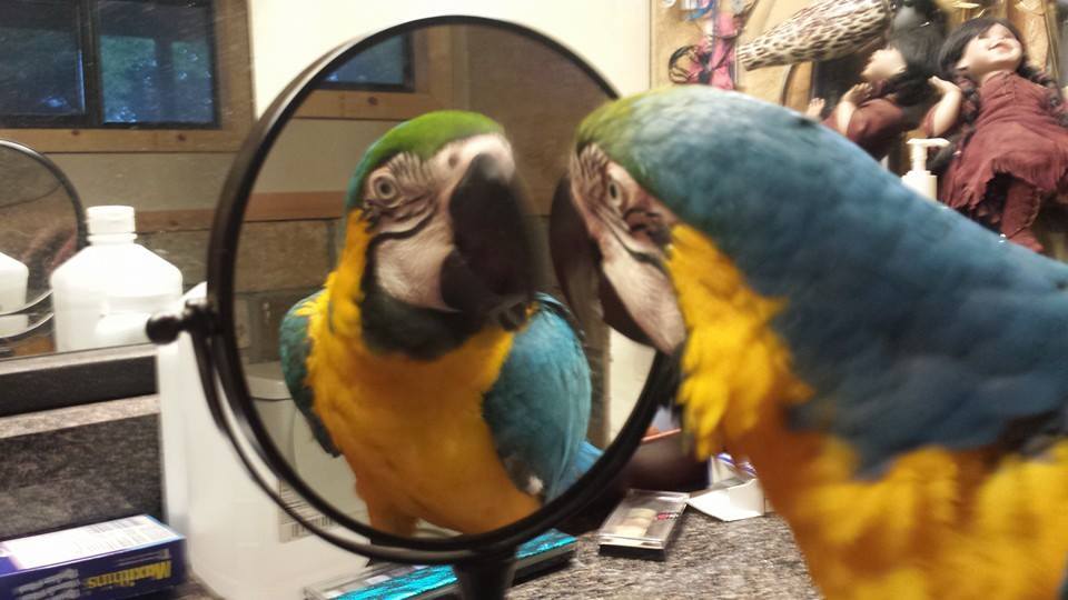 Blue & Gold Macaw - Image 4