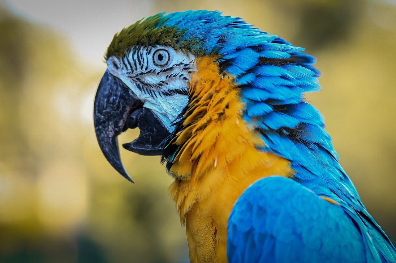 Blue & Gold Macaw - Image 5