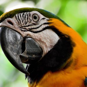 Blue & Gold Macaw