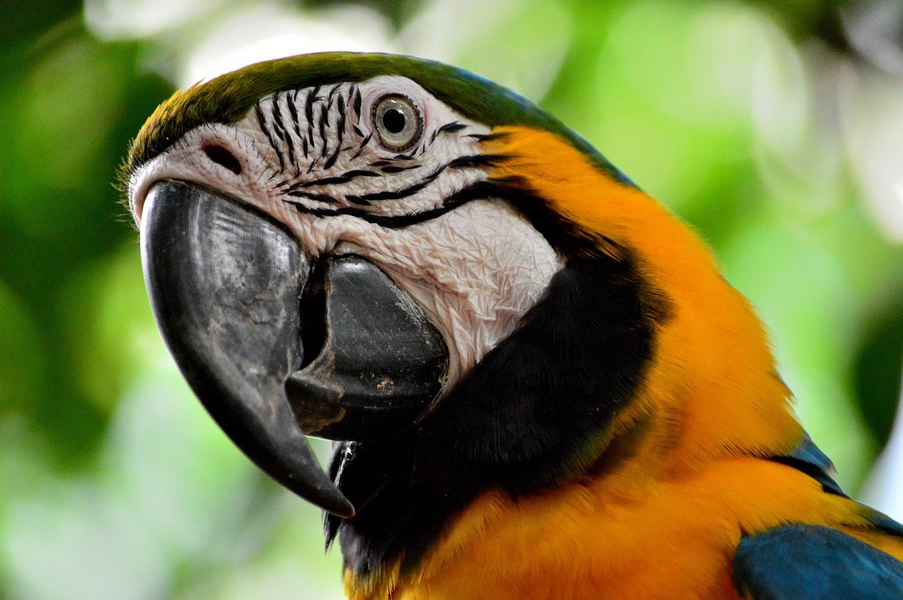 Blue & Gold Macaw