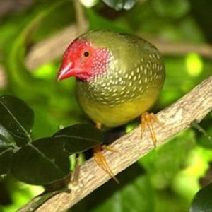 Star Finch