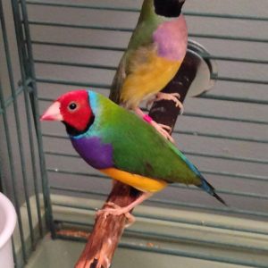 Lady Gouldian Finch