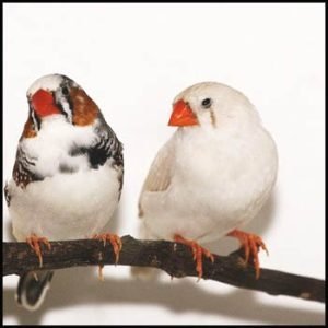 Zebra Finch