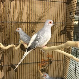 Diamond Dove