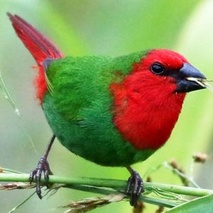 Red-Headed Parrot Finch