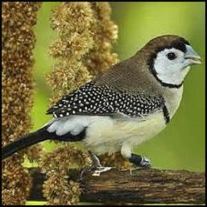 Owl Finch