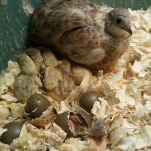 Button Quail