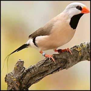 Shaft-Tail Finch