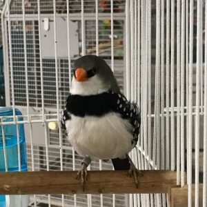 Diamond Sparrow