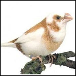 Society Finch