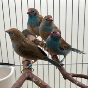 Red-Cheeked Cordon Blue Finch