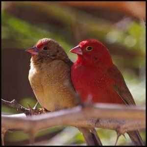 Strawberry Finch
