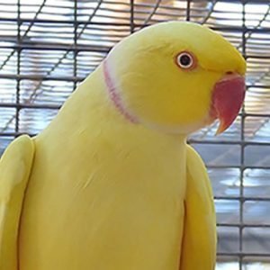 Ringneck Parakeet