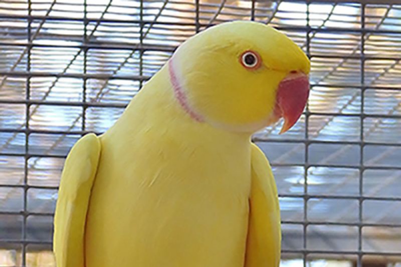 Ringneck Parakeet