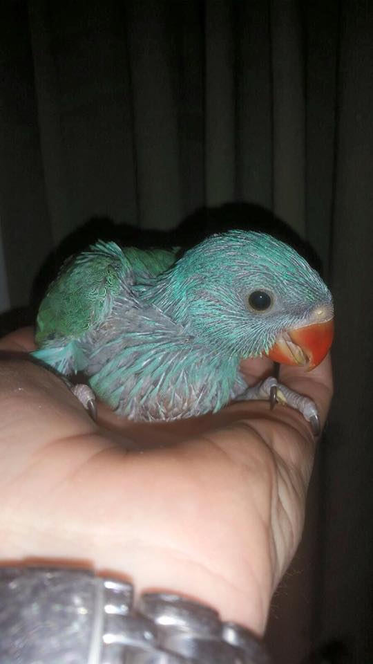 Ringneck Parakeet - Image 13