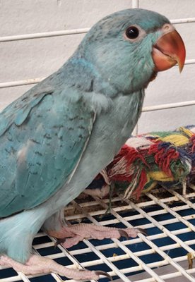 Ringneck Parakeet - Image 14