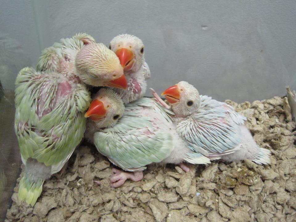 Ringneck Parakeet - Image 18