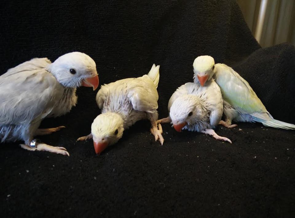 Ringneck Parakeet - Image 19