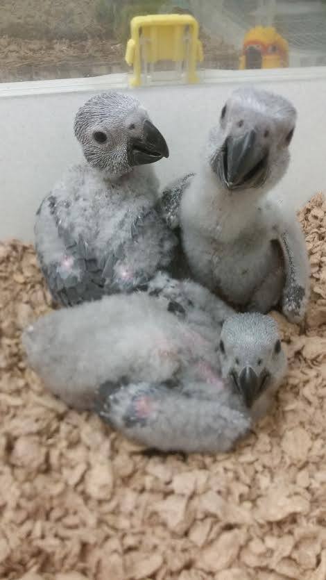African Grey - Image 5