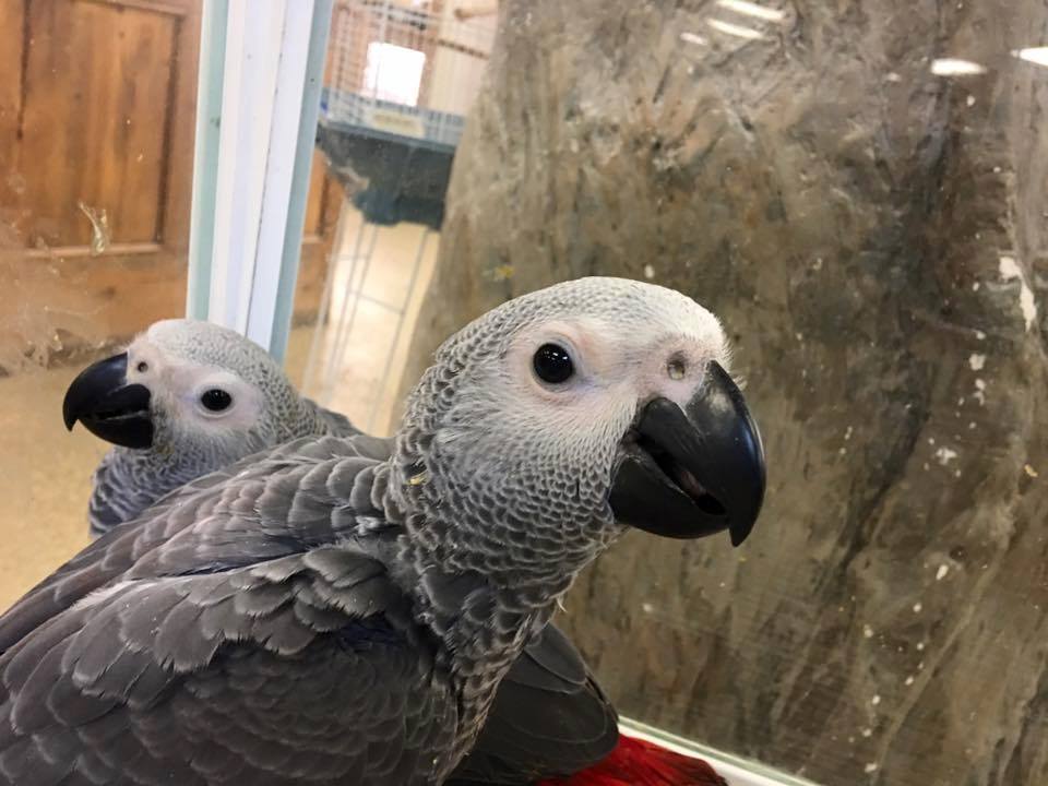 African Grey - Image 7