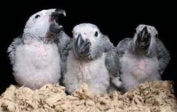 African Grey - Image 6