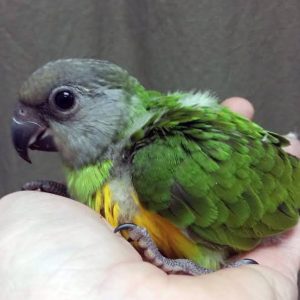 Senegal Parrot