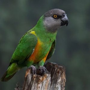 Senegal Parrot